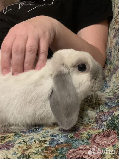 Кролик вислоухий