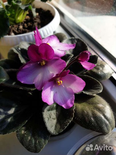 Глоксиния листики, фиалки листики