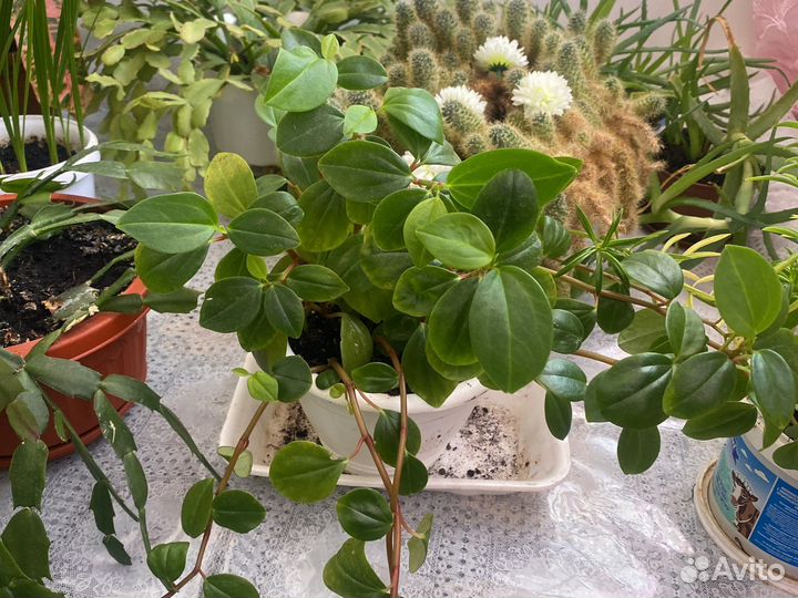 Продам цветы комнатные