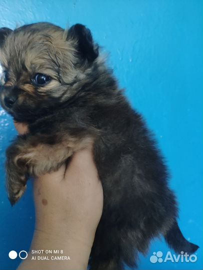 Померанский шпиц медвежьего типа