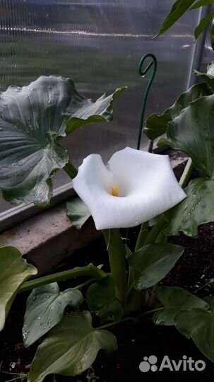 Калла эфиопская