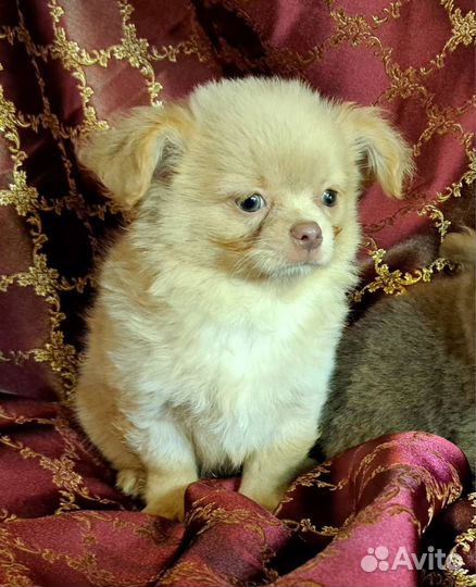 Кремовый мальчик