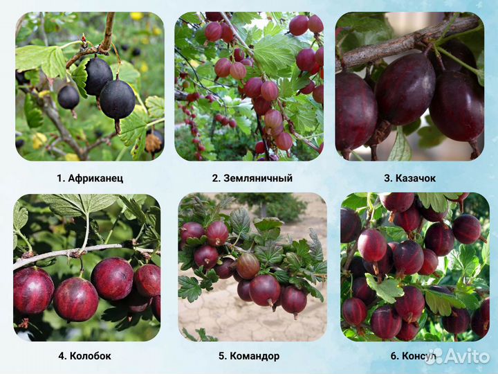 Саженцы крыжовника, Крыжовник