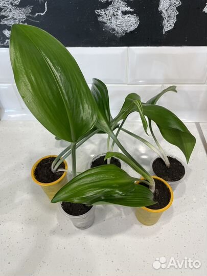 Амазонская лилия Эухарис