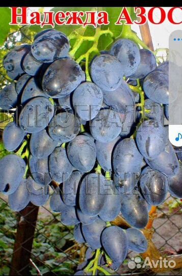 Саженцы винограда