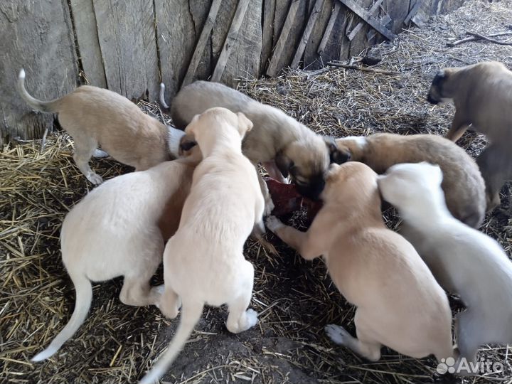 Продаются щенки