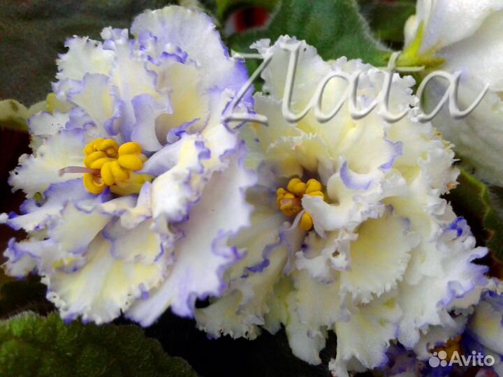 Цветы. Сенполии (фиалки)