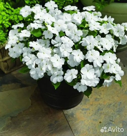 Бальзамин белый ампельный, рассада