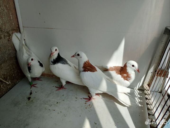 Продажа голубей