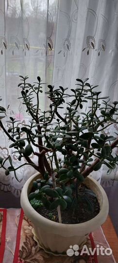 Цветок толстянка