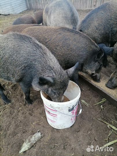 Тушенка, кабанятина, домашняя