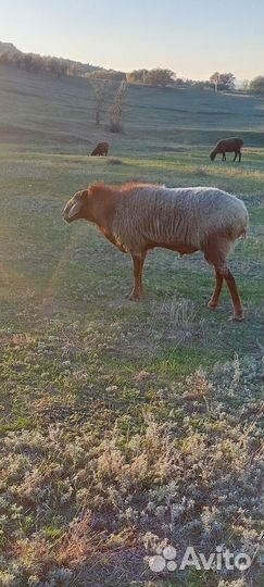 Продаётся бараны на племя