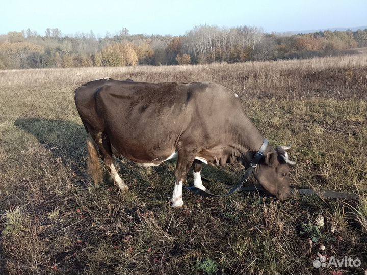 Продам корову