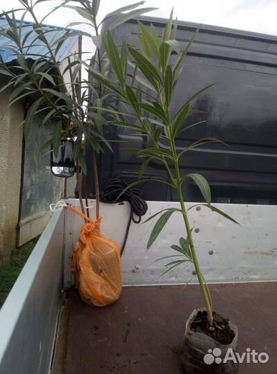 Калистемон.алеандр.пальмы