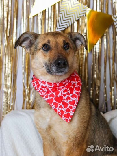 Небольшая милая собака в добрые руки бесплатно