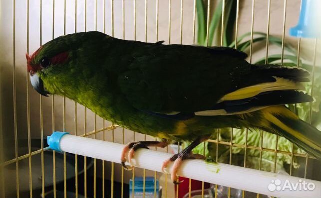 Попугай какарик птенцы