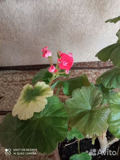 Пеларгония герань