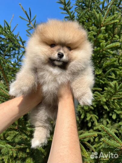 Малый немецкий шпиц