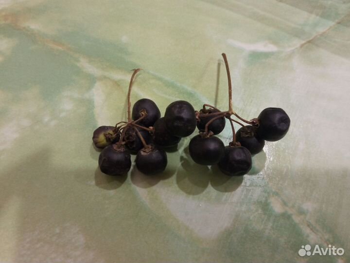 Календула/ Ноготки + Санберри в подарок