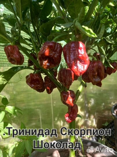 Семена суперострого перца