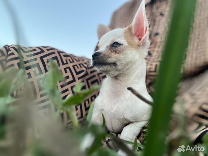 Щенки чихуахуа мини