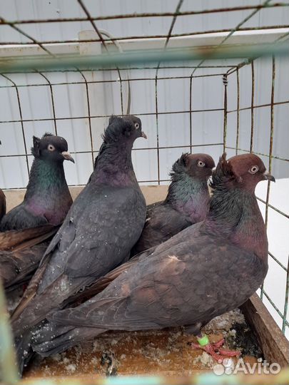 Бакинские голуби