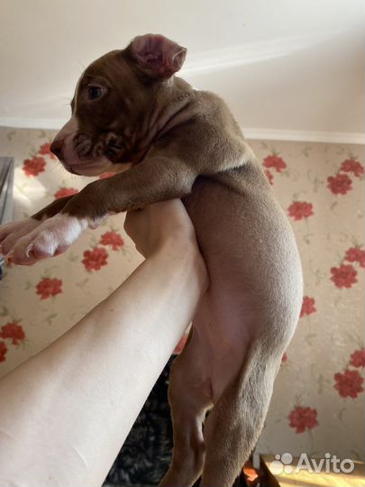 Щенки питбуля