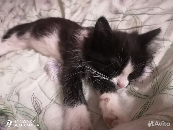 Котенок в добрые руки