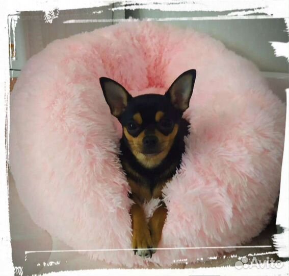 Вязка той-терьер девочка