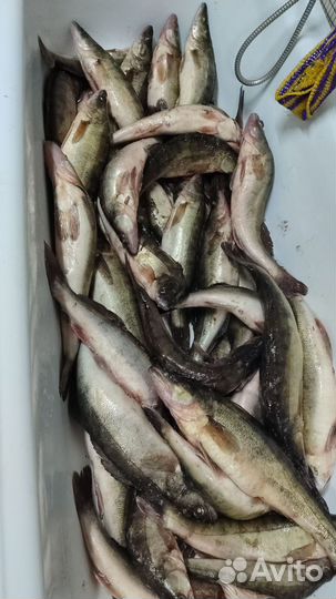 Свежая рыба судак