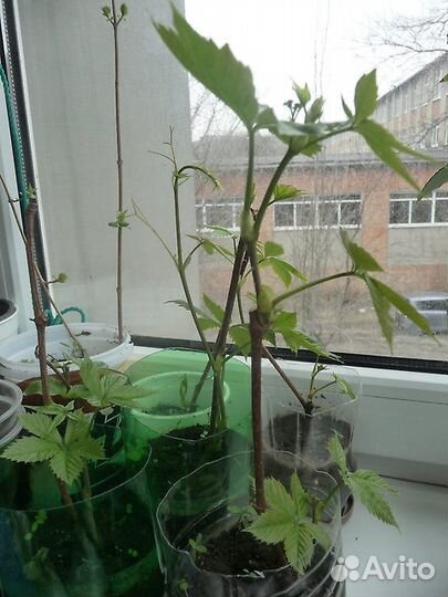 Девичий виноград (плющ уличный)