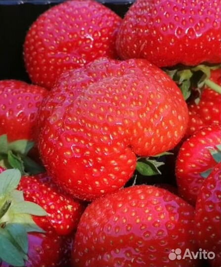 Клубника саженцы