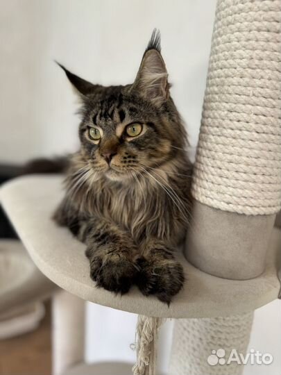 Мейн-кун котик