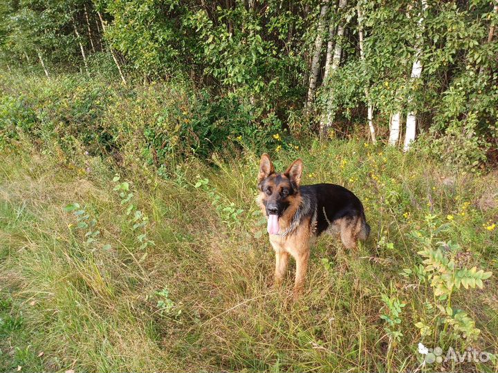 Немецкая овчарка кобель вязка с родословной