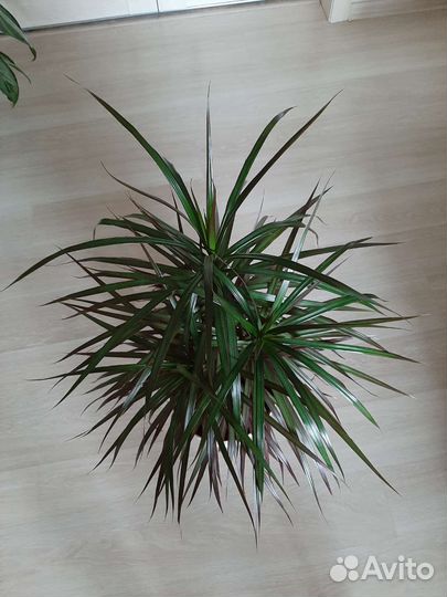 Драцены, Папоротник, Радермахера