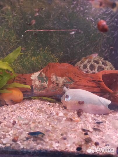 Аквариум с рыбками