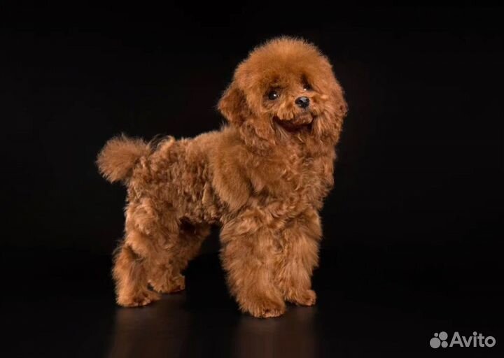 Тикап тедди пудель китай