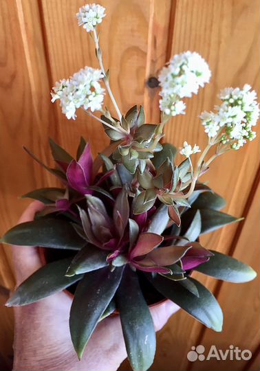 Комнатные растения