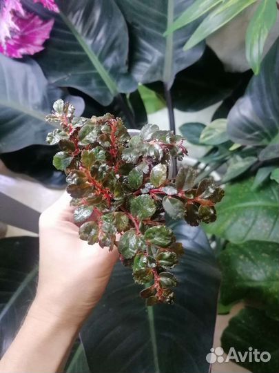 Бегония Faliosa var miniata