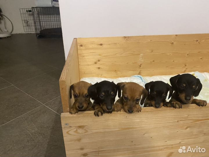 Щенки жесткошерстной карликовой таксы