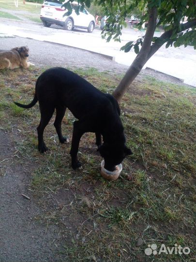 Собака в добрые руки