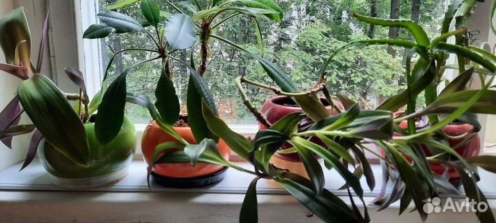 Берёзка,Молочай,Рео