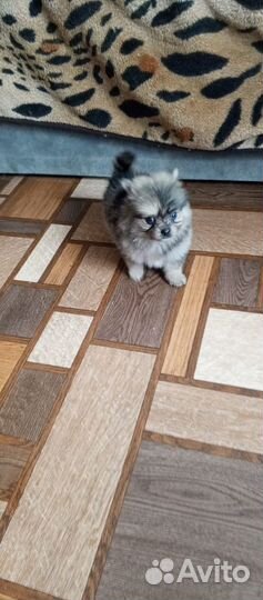 Девочки шпицули