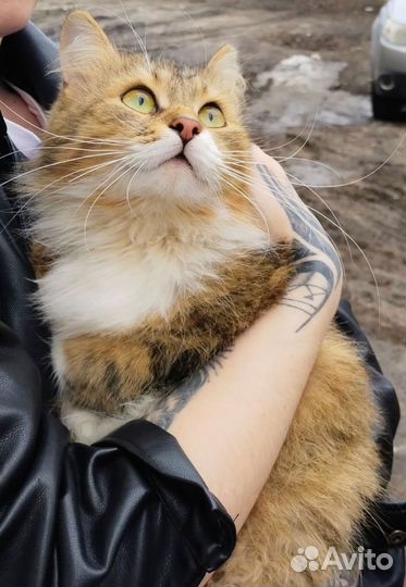 Кот Барсик