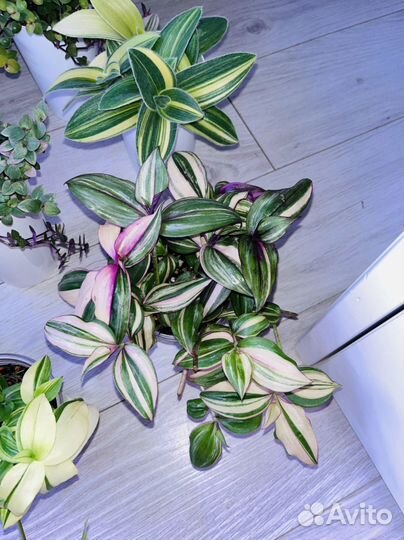 Традесканции/Каллизии/Крестовники Роули