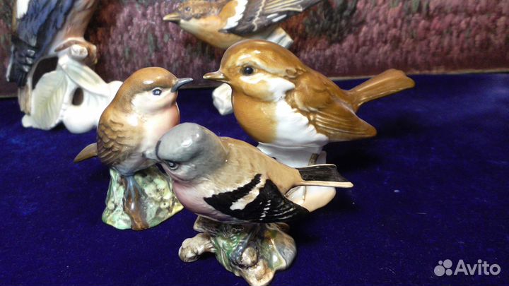 Крапивник.Зяблик.Робин.Дженни рен.Зарянка.Птица