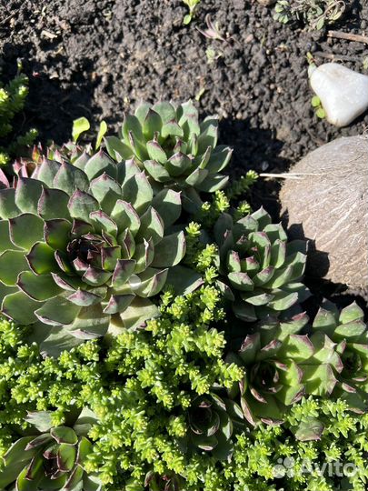 Молодидо (каменная роза)