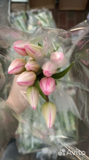 Тюльпаны к 8 марта букеты