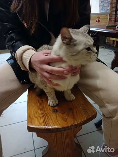 Кошка в дар