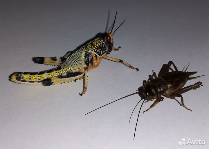 Кормовые насекомые. Сверчки банановые. Саранча